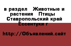  в раздел : Животные и растения » Птицы . Ставропольский край,Ессентуки г.